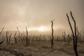 Qué es Ecocidio: conoce este concepto y 5 ejemplos reales de desastres medioambientales